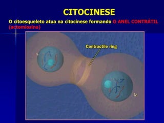 CITOCINESE
O citoesqueleto atua na citocinese formando O ANEL CONTRÁTIL
(actomiosina)
 
