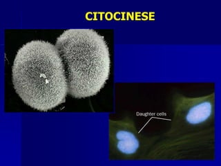 CITOCINESE
 