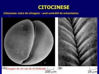 Citocinese: sulco de clivagem - anel contrátil de actomiosina
Clivagem de um ovo de rã fertilizado
CITOCINESE
 