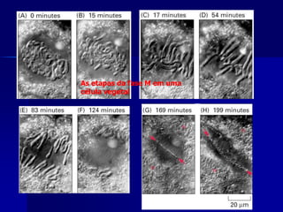 As etapas da fase M em uma
célula vegetal
 