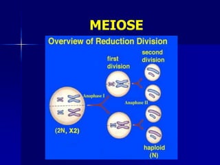 MEIOSE
 