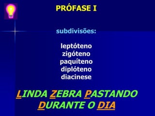 PRÓFASE I
subdivisões:
leptóteno
zigóteno
paquíteno
diplóteno
diacinese
LINDA ZEBRA PASTANDO
DURANTE O DIA
 