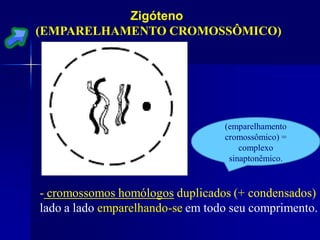 Zigóteno
(EMPARELHAMENTO CROMOSSÔMICO)
- cromossomos homólogos duplicados (+ condensados)
lado a lado emparelhando-se em todo seu comprimento.
(emparelhamento
cromossômico) =
complexo
sinaptonêmico.
 