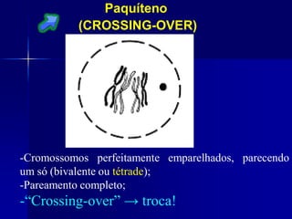 Paquíteno
(CROSSING-OVER)
-Cromossomos perfeitamente emparelhados, parecendo
um só (bivalente ou tétrade);
-Pareamento completo;
-“Crossing-over” → troca!
 
