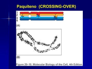 Paquíteno (CROSSING-OVER)
 