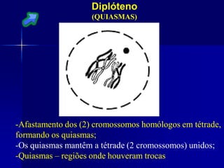 Diplóteno
(QUIASMAS)
-Afastamento dos (2) cromossomos homólogos em tétrade,
formando os quiasmas;
-Os quiasmas mantêm a tétrade (2 cromossomos) unidos;
-Quiasmas – regiões onde houveram trocas
 