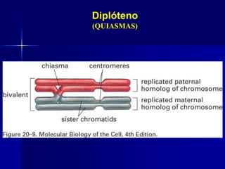 Diplóteno
(QUIASMAS)
 