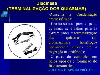 Diacinese
(TERMINALIZAÇÃO DOS QUIASMAS)
-Aumenta a Condensação
cromossômica;
- Cromossomos presos pelos
quiasmas se afastam para as
extremidades = terminalização
dos quiasmas (os
cromossomos homólogos
permanecem unidos até a
migração na anáfase I);
- 2 pares de centríolos em
polos opostos e formação do
fuso acromático.
- ÚLTIMA ETAPA DA PRÓFASE I
 