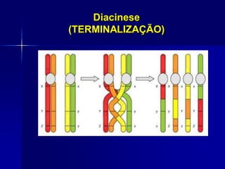 Diacinese
(TERMINALIZAÇÃO)
 