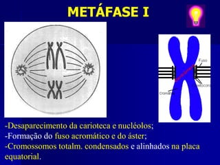 METÁFASE I
-Desaparecimento da carioteca e nucléolos;
-Formação do fuso acromático e do áster;
-Cromossomos totalm. condensados e alinhados na placa
equatorial.
 