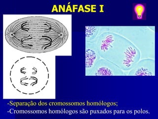 ANÁFASE I
-Separação dos cromossomos homólogos;
-Cromossomos homólogos são puxados para os polos.
 