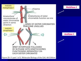 METÁFASE II
Metáfase I
Anáfase I
 