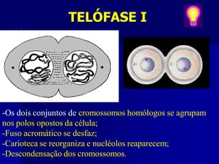 TELÓFASE I
-Os dois conjuntos de cromossomos homólogos se agrupam
nos polos opostos da célula;
-Fuso acromático se desfaz;
-Carioteca se reorganiza e nucléolos reaparecem;
-Descondensação dos cromossomos.
 