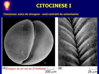 Citocinese: sulco de clivagem - anel contrátil de actomiosina
Clivagem de um ovo de rã fertilizado
CITOCINESE I
 