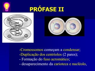 PRÓFASE II
-Cromossomos começam a condensar;
-Duplicação dos centríolos (2 pares);
- Formação do fuso acromático;
- desaparecimento da carioteca e nucléolo,
 