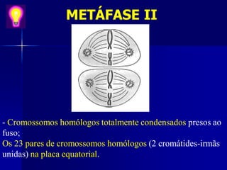 METÁFASE II
- Cromossomos homólogos totalmente condensados presos ao
fuso;
Os 23 pares de cromossomos homólogos (2 cromátides-irmãs
unidas) na placa equatorial.
 