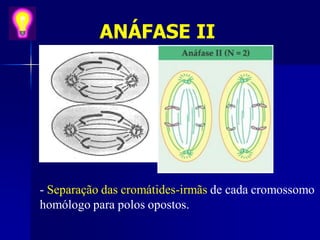 ANÁFASE II
- Separação das cromátides-irmãs de cada cromossomo
homólogo para polos opostos.
 