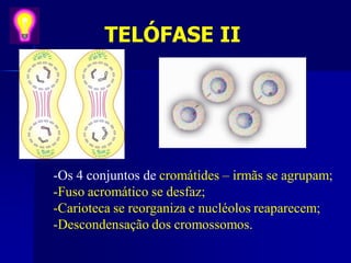 TELÓFASE II
-Os 4 conjuntos de cromátides – irmãs se agrupam;
-Fuso acromático se desfaz;
-Carioteca se reorganiza e nucléolos reaparecem;
-Descondensação dos cromossomos.
 