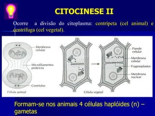 CITOCINESE II
Ocorre a divisão do citoplasma: centrípeta (cel animal) e
centrífuga (cel vegetal).
Formam-se nos animais 4 células haplóides (n) –
gametas
 