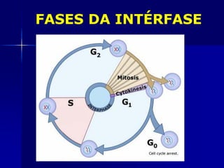 FASES DA INTÉRFASE
 
