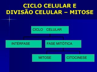 CICLO CELULAR E
DIVISÃO CELULAR – MITOSE
MITOSE CITOCINESE
INTÉRFASE FASE MITÓTICA
CICLO CELULAR
 