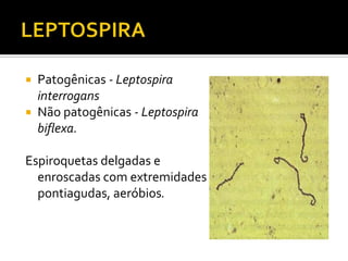 LEPTOSPIRAPatogênicas - LeptospirainterrogansNão patogênicas - Leptospirabiflexa.Espiroquetas delgadas e enroscadas com extremidades pontiagudas, aeróbios.