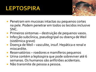 LEPTOSPIRAPenetram em mucosas intactas ou pequenos cortes na pele. Podem penetrar em todos os tecidos inclusive SNC.Primeiros sintomas – destruição de pequenos vasos.Infecção subclínica, pseudogripal ou doença de Weil (sistêmica grave) Doença de Weil – vasculite, insuf. Hepática e renal e miocardite.Reservatórios – roedores e mamíferos pequenosUrina contém a leptospira que pode sobreviver até 6 semanas. Os humanos são anfitriões acidentais.Não transmite de pessoa a pessoa.