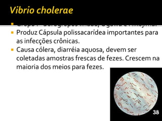 VibriocholeraeGrupo I - Sorogrupos :Inaba, Ogawa e Hikojima.Produz Cápsula polissacarídea importantes para as infecções crônicas.Causa cólera, diarréia aquosa, devem ser coletadas amostras frescas de fezes. Crescem na maioria dos meios para fezes.