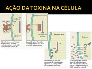 AÇÃO DA TOXINA NA CÉLULA