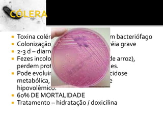 CÓLERAToxina colérica – codificado por um bacteriófagoColonização assintomática à diarréia grave2-3 d – diarréia aquosa e vômitosFezes incolores e inodoras (água de arroz), perdem proteínas e ficam mucóides.Pode evoluir para desidratação, acidose metabólica, hipocalemiae choque hipovolêmico.60% DE MORTALIDADETratamento – hidratação / doxicilina