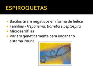 ESPIROQUETASBacilos Gram negativos em forma de héliceFamílias - Treponema, Borrelia e LeptospiraMicroaerófilasVariam geneticamente para enganar o sistema imune