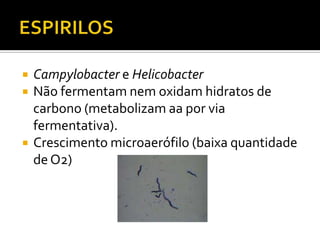 ESPIRILOSCampylobactereHelicobacterNão fermentam nem oxidam hidratos de carbono (metabolizam aa por via fermentativa).Crescimento microaerófilo (baixa quantidade de O2)