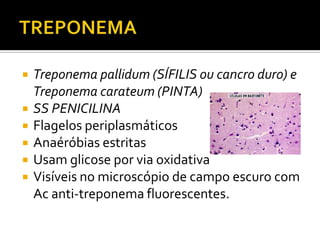 TREPONEMATreponema pallidum (SÍFILIS ou cancro duro) e Treponema carateum (PINTA)SS PENICILINAFlagelos periplasmáticosAnaéróbias estritasUsam glicose por via oxidativaVisíveis no microscópio de campo escuro com Ac anti-treponema fluorescentes.