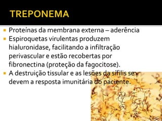 TREPONEMAProteínas da membrana externa – aderênciaEspiroquetas virulentas produzemhialuronidase, facilitando a infiltraçãoperivascular e estãorecobertas por fibronectina (proteção da fagocitose).A destruiçãotissular e as lesões da sífilis se devem a respostaimunitária do paciente.