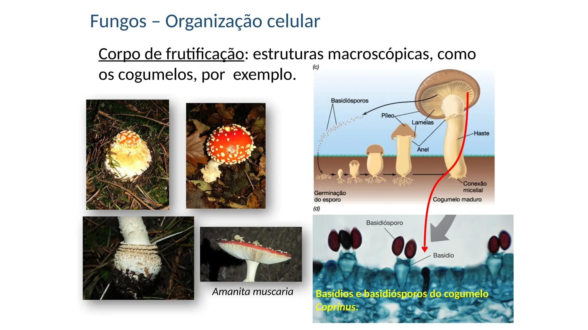 Fungos e Protozoarios - Aula de Microbiologia | PPTX