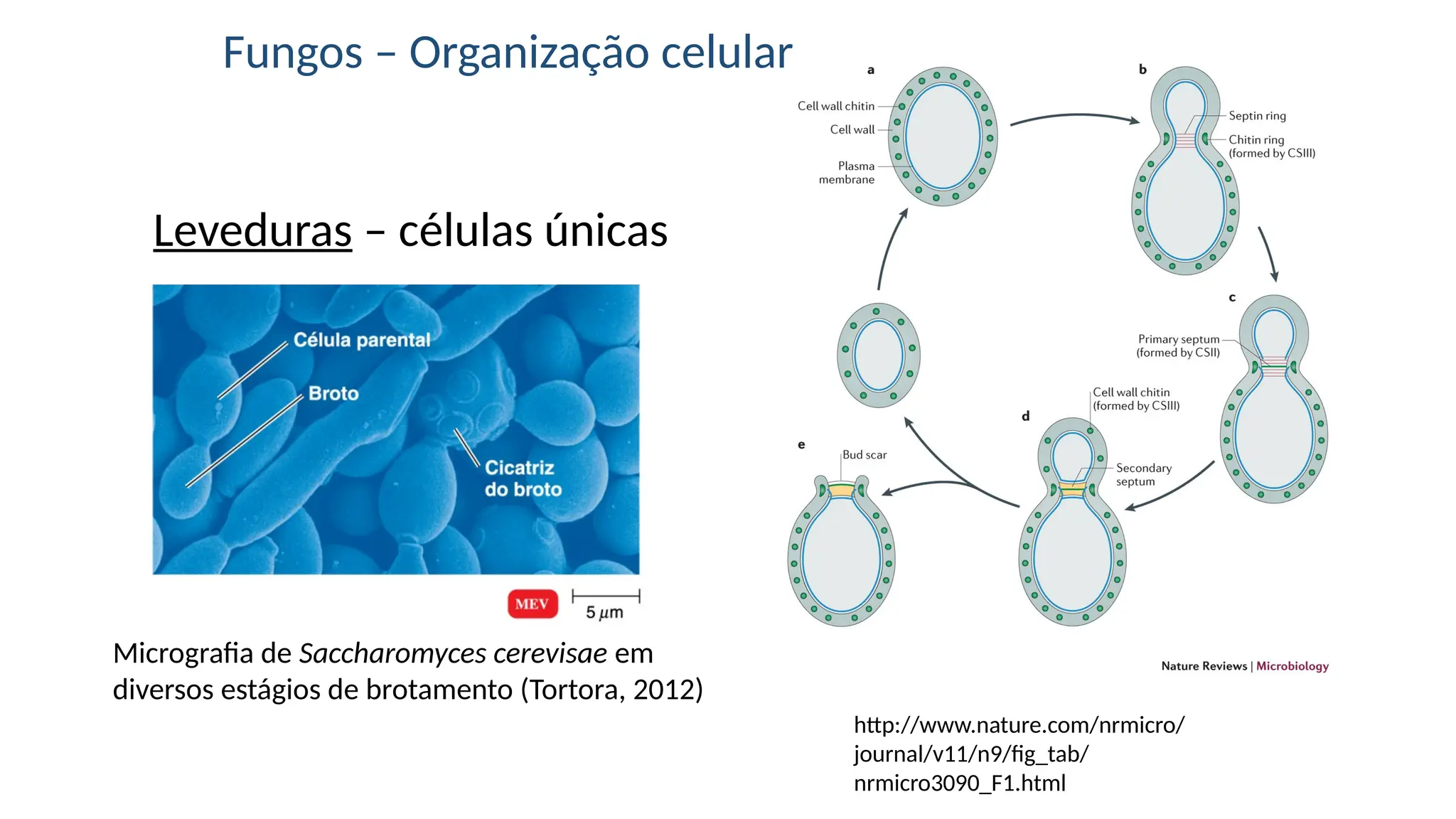 Fungos e Protozoarios - Aula de Microbiologia | PPTX