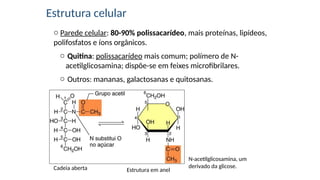 Estrutura celular
o Parede celular: 80-90% polissacarídeo, mais proteínas, lipídeos,
polifosfatos e íons orgânicos.
o Quitina: polissacarídeo mais comum; polímero de N-
acetilglicosamina; dispõe-se em feixes microfibrilares.
o Outros: mananas, galactosanas e quitosanas.
N-acetilglicosamina, um
derivado da glicose.
Cadeia aberta Estrutura em anel
 