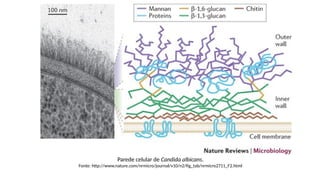 Parede celular de Candida albicans.
Fonte: http://www.nature.com/nrmicro/journal/v10/n2/fig_tab/nrmicro2711_F2.html
 