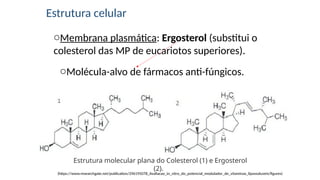 Estrutura celular
oMembrana plasmática: Ergosterol (substitui o
colesterol das MP de eucariotos superiores).
oMolécula-alvo de fármacos anti-fúngicos.
(https://www.researchgate.net/publication/296195078_Avaliacao_in_vitro_do_potencial_modulador_de_vitaminas_lipossoluveis/figures)
Estrutura molecular plana do Colesterol (1) e Ergosterol
(2).
 