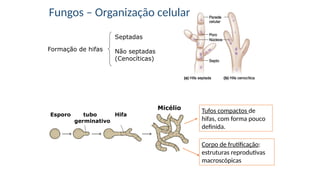Formação de hifas
Septadas
Não septadas
(Cenocíticas)
Esporo tubo Hifa
germinativo
Micélio
Corpo de frutificação:
estruturas reprodutivas
macroscópicas
Tufos compactos de
hifas, com forma pouco
definida.
Fungos – Organização celular
 