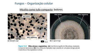 Micélio como tufo compacto: bolores.
Fungos – Organização celular
 