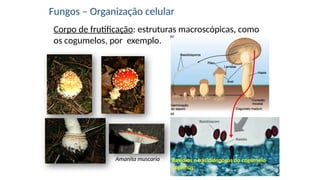 Amanita muscaria
Fungos – Organização celular
Corpo de frutificação: estruturas macroscópicas, como
os cogumelos, por exemplo.
Basídios e basidiósporos do cogumelo
Coprinus.
 