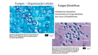 Fungos Dimórficos
Histoplasma capsulatum
(ascomiceto) um fungo dimórfico,
que causa a histoplasmose.
Fungos – Organização celular
 