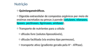 Nutrição
o Quimiorganotróficos.
o Digestão extracelular de compostos orgânicos por meio de
enzimas excretadas ou presas à parede (celulases, xilanases,
lipases, pectinases, ligninases, amilases).
o Transporte de nutrientes para a célula:
o difusão livre (solutos lipossolúveis),
o difusão facilitada (via enzima tipo permease),
o transporte ativo (gradiente gerado pela H+
- ATPase).
 