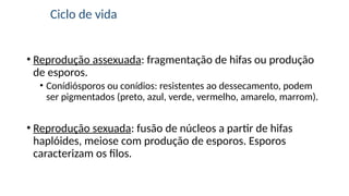 • Reprodução assexuada: fragmentação de hifas ou produção
de esporos.
• Conídiósporos ou conídios: resistentes ao dessecamento, podem
ser pigmentados (preto, azul, verde, vermelho, amarelo, marrom).
• Reprodução sexuada: fusão de núcleos a partir de hifas
haplóides, meiose com produção de esporos. Esporos
caracterizam os filos.
Ciclo de vida
 