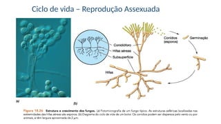 Ciclo de vida – Reprodução Assexuada
 