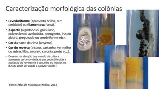 Caracterização morfológica das colônias
• Leveduriforme (apresenta brilho, tem
umidade) ou filamentosa (seca).
• Aspecto (algodonoso, granuloso,
pulverulento, aveludado, penugento, liso ou
glabro, pregueado ou cerebriforme etc);
• Cor da parte de cima (anverso),
• Cor do reverso (incolor, castanho, vermelho
ou rubro, lilás, amarelo canário, preto etc.).
• Deve-se ter atenção que o meio de cultura
apresenta cor amarelada, o que pode dificultar a
avaliação do reverso se é castanho ou incolor, na
dúvida pode ser usada a palavra “pardo”.
Fonte: Atlas de Micologia Médica, 2013
 