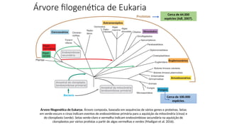 Árvore filogenética de Eukarya. Árvore composta, baseada em sequências de vários genes e proteínas. Setas
em verde-escuro e cinza indicam eventos de endossimbiose primária para a aquisição da mitocôndria (cinza) e
do cloroplasto (verde). Setas verde-claro e vermelha indicam endossimbiose secundária na aquisição de
cloroplastos por vários protistas a partir de algas vermelhas e verdes (Madigan et al. 2016).
Árvore filogenética de Eukaria
Cerca de 64.000
espécies (Adl, 2007).
Cerca de 100.000
espécies.
 