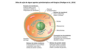 Sítios de ação de alguns agentes quimioterápicos anti-fúngicos (Madigan et al., 2016)
 