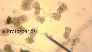 Protozoários
 
